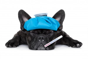 Dog Flu Prevention