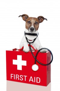 Animal First Aid