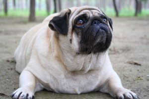 Overweight Pet Care