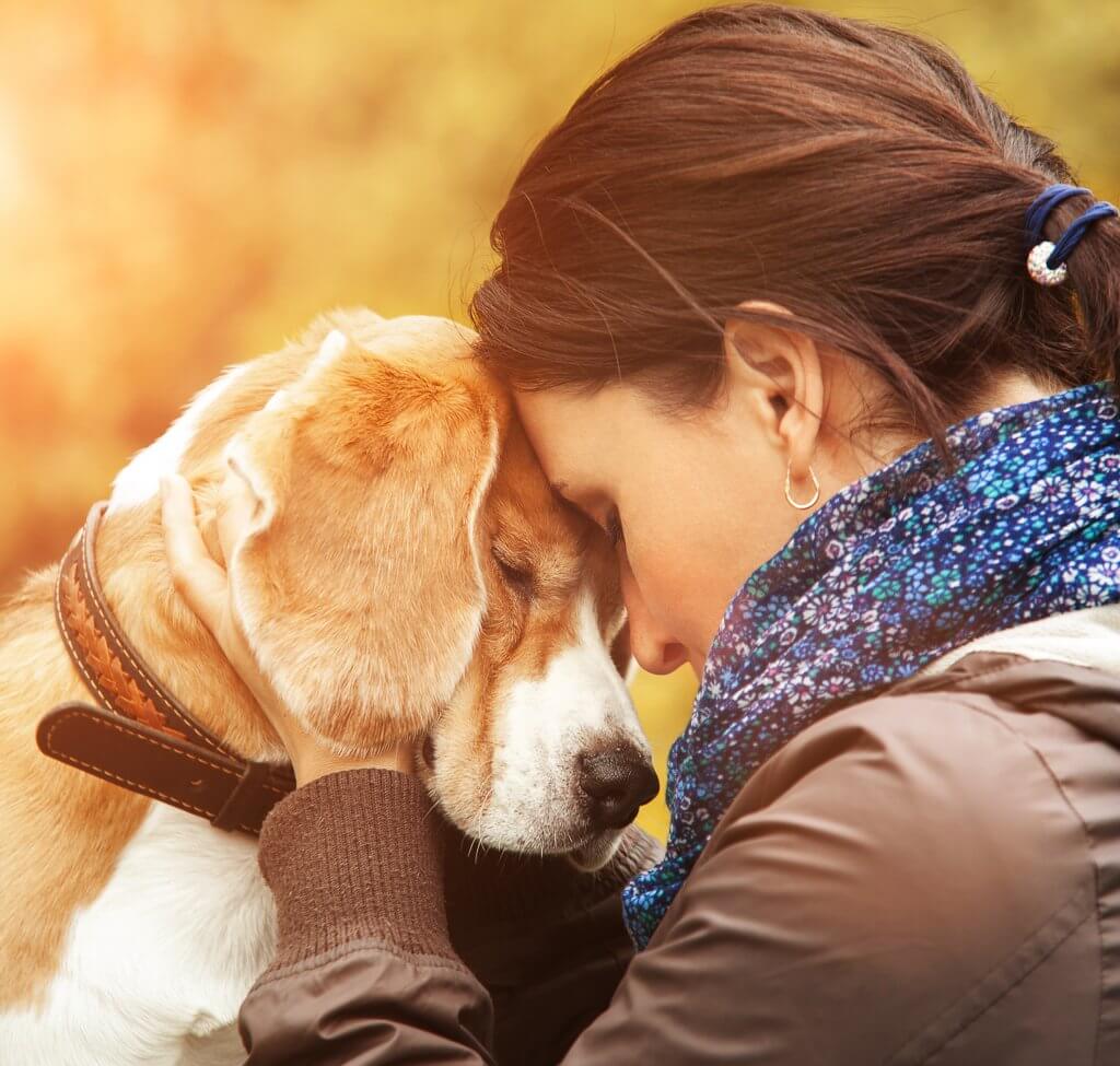 Should I Spay Neuter My Dog Animal Medical Center Of Streetsboro