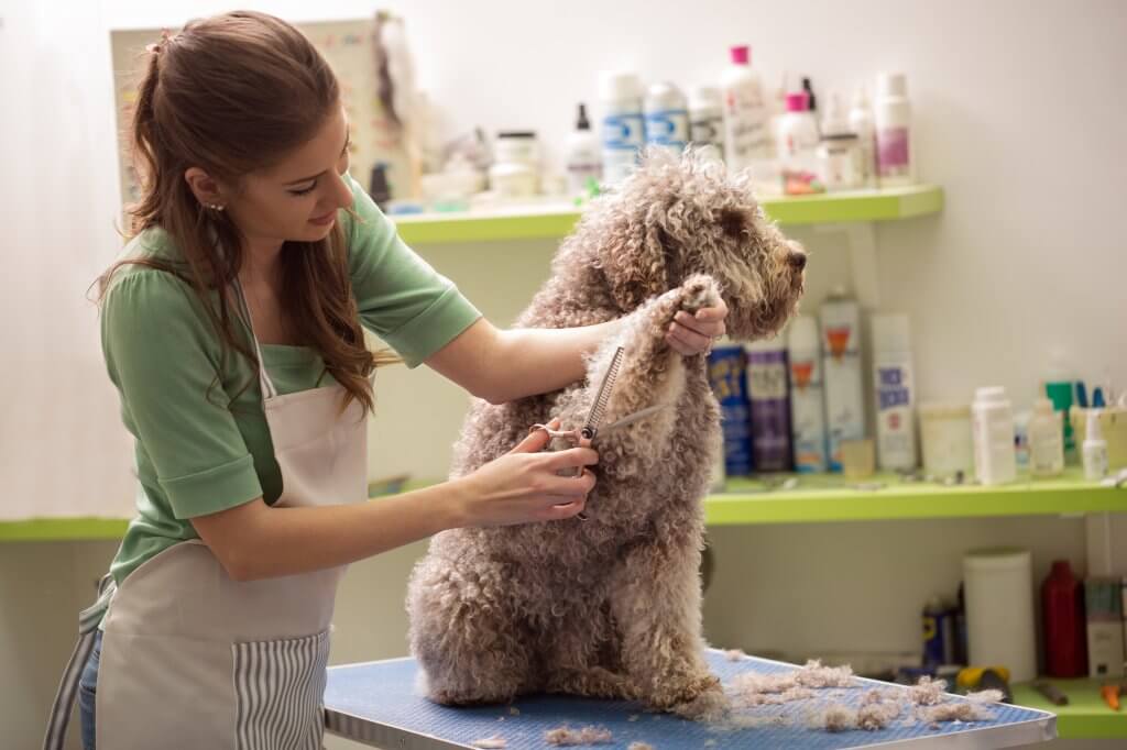 Grooming Your Dog for Summer Animal Medical Center of Streetsboro