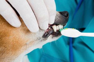 Veterinarian dental Treatments
