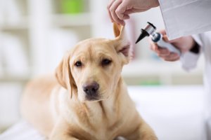 Ear infection in Dogs