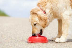 How to Keep Your Pet Safe from Heat Stroke This Summer