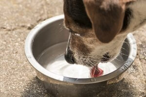Keeping your Dog Hydrated This Summer