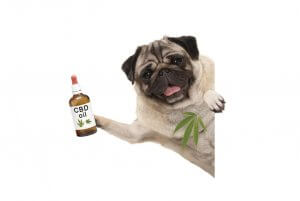 CBD Oil for Your Dog
