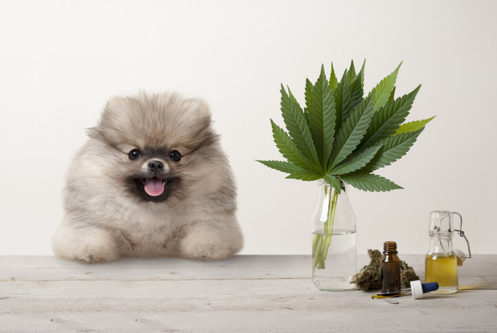 Frequently Asked Questions for CBD for Your Pets