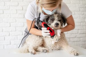 Why should you take your dog to the groomers?