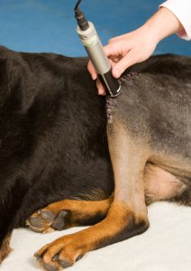 Benefits of Laser Therapy for Dogs