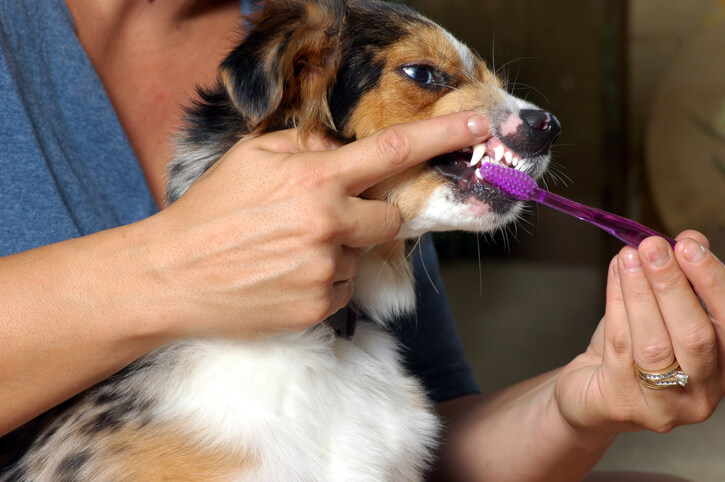 Dog Dentistry: Brush Now and Avoid Costly Vet Bills in The Future