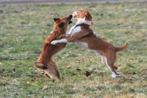 Dogs Fighting one Another