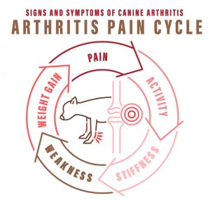 Arthritis Pain Cycle