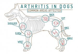 Arthritis Treatments for Pets