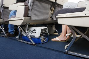 Travel Carrier for Pets on a Plane
