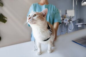 My Cat is Inappropriately Urinating. Is There Something Causing This