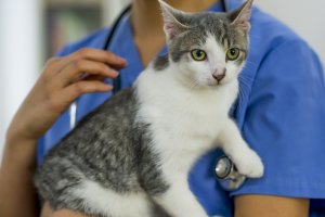 What is Feline Immunodeficiency Virus Can It Be Treated