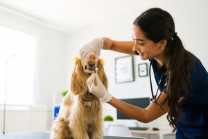 5 Reasons Why You Should Get Your Dog's Teeth Cleaned Today