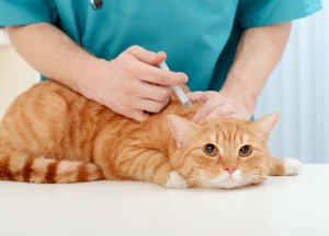 Vaccination Schedule for Cats What Pet Parents Need to Know