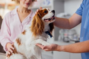 Vetscan Imagyst® Faster, Smarter Diagnostics for Your Pet